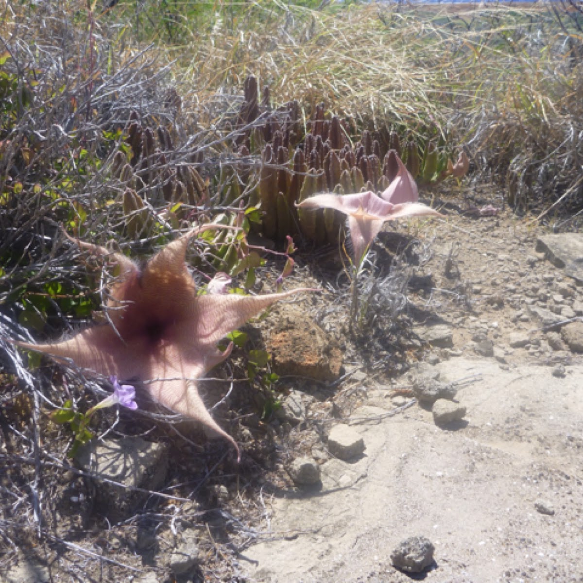 Stapelia gigantea