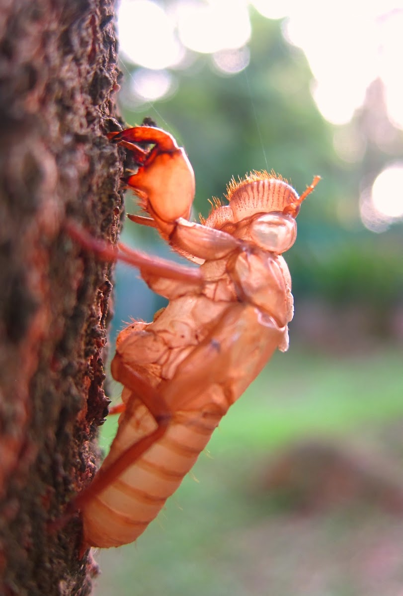 Cicada Husk