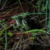 Mediterranean tree frog amplexus