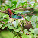 Rufous-tailed Hummingbird nesting