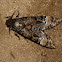 Death's-Head Hawk Moth