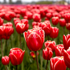 Standing Tall by Jennifer Wheatley-Wolf - Flowers Flowers in the Wild