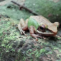 Copper-cheeked Frog