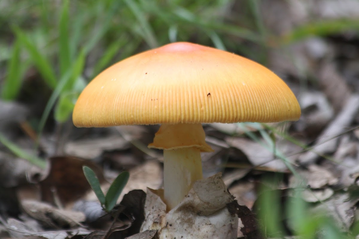 Oronja, Caesar´s Mushroom
