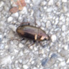 False Ground Beetle