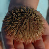 Pin Cushion Urchin