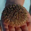 Pin Cushion Urchin