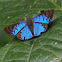 Menander Metalmark