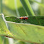 large milkweed bug nymph