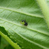 Ant mimick hopper