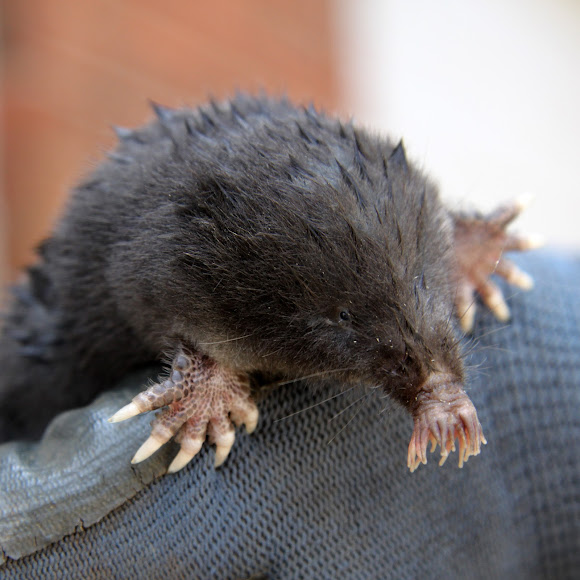 Star Nosed Mole Project Noah