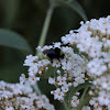 Cuckoo Bumble Bee