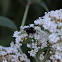 Cuckoo Bumble Bee