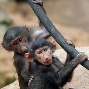 Baboon by Ralph Harvey - Animals Other Mammals