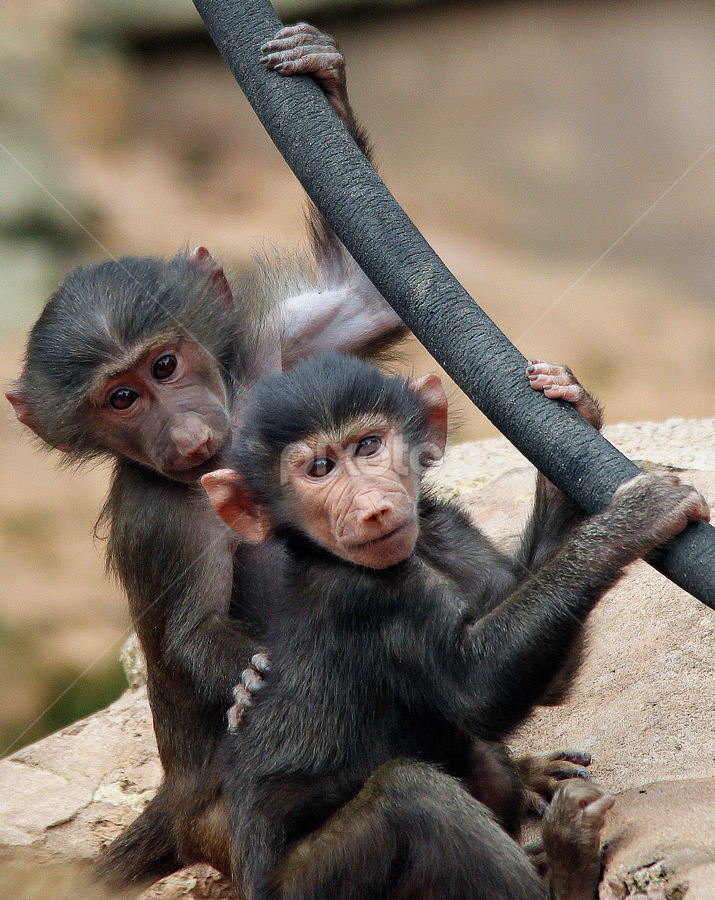 Baboon by Ralph Harvey - Animals Other Mammals