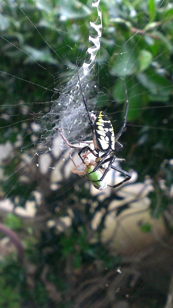 Black and Yellow Argiope