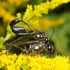 Thread-waisted wasps (mating pair)