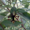 Hummingbird clearwing 