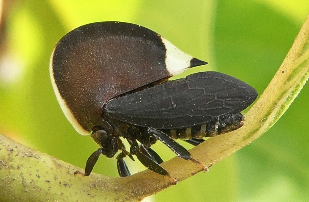 Membracis Treehopper