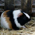 Cuy / Guinea pig