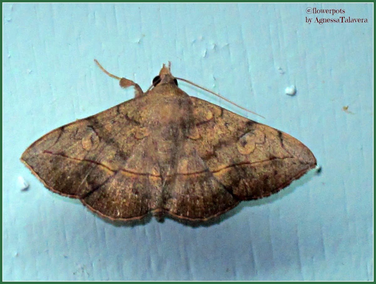 Irrorated Tabby Moth