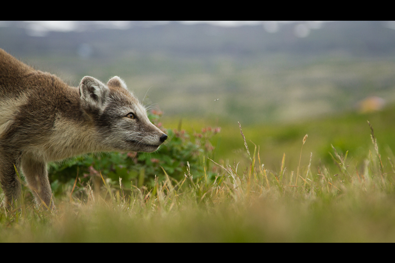 Arctic Fox