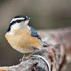 Red-breasted Nuthatch