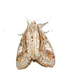 Streaked Tussock Moth