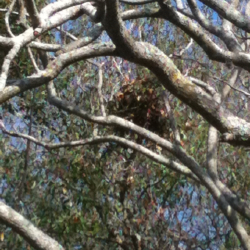 Eastern Gray Squirrel nest