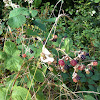 Himalayan blackberries