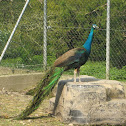 Indian Peafowl