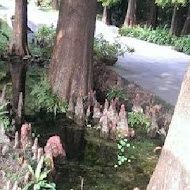 菁芳園 Tenway Garden／花園餐廳／落羽松