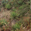 Curve-leaf Yucca
