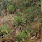 Curve-leaf Yucca
