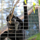(Male) Red-cheeked Gibbon