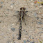 Dusky Clubtail dragonfly