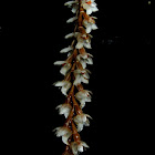 Dendrochilum Orchid