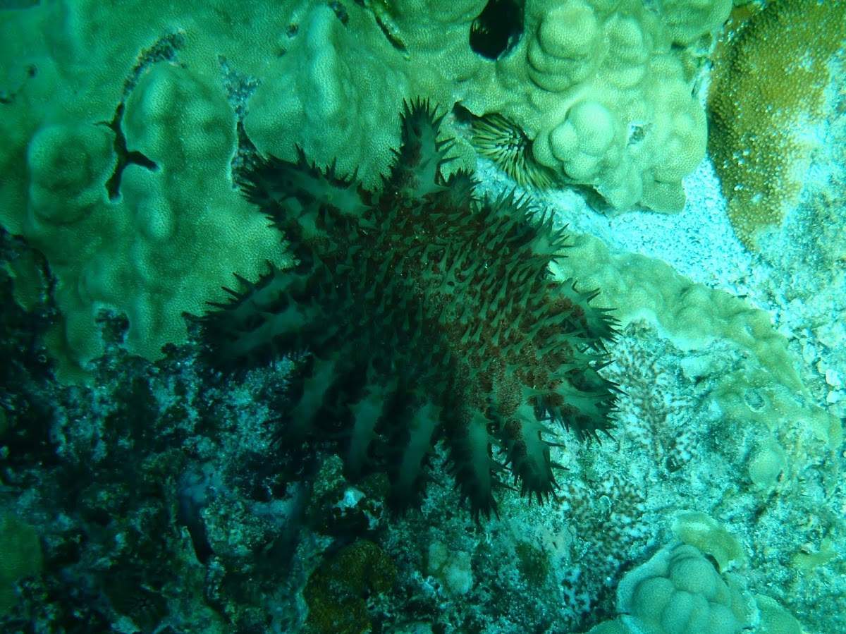 Crown of Thorns Sea Star