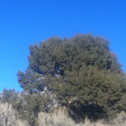 Juniper tree