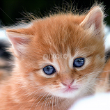 Few Weeks Old by John Phielix -  