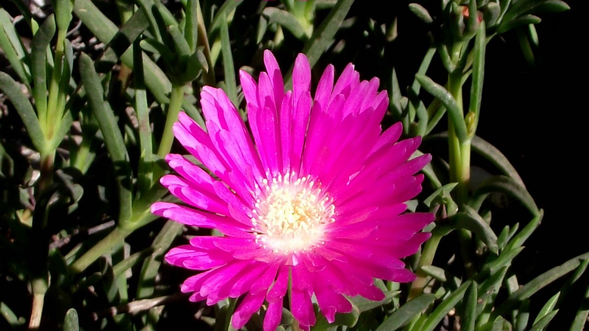 Flor de la Doca