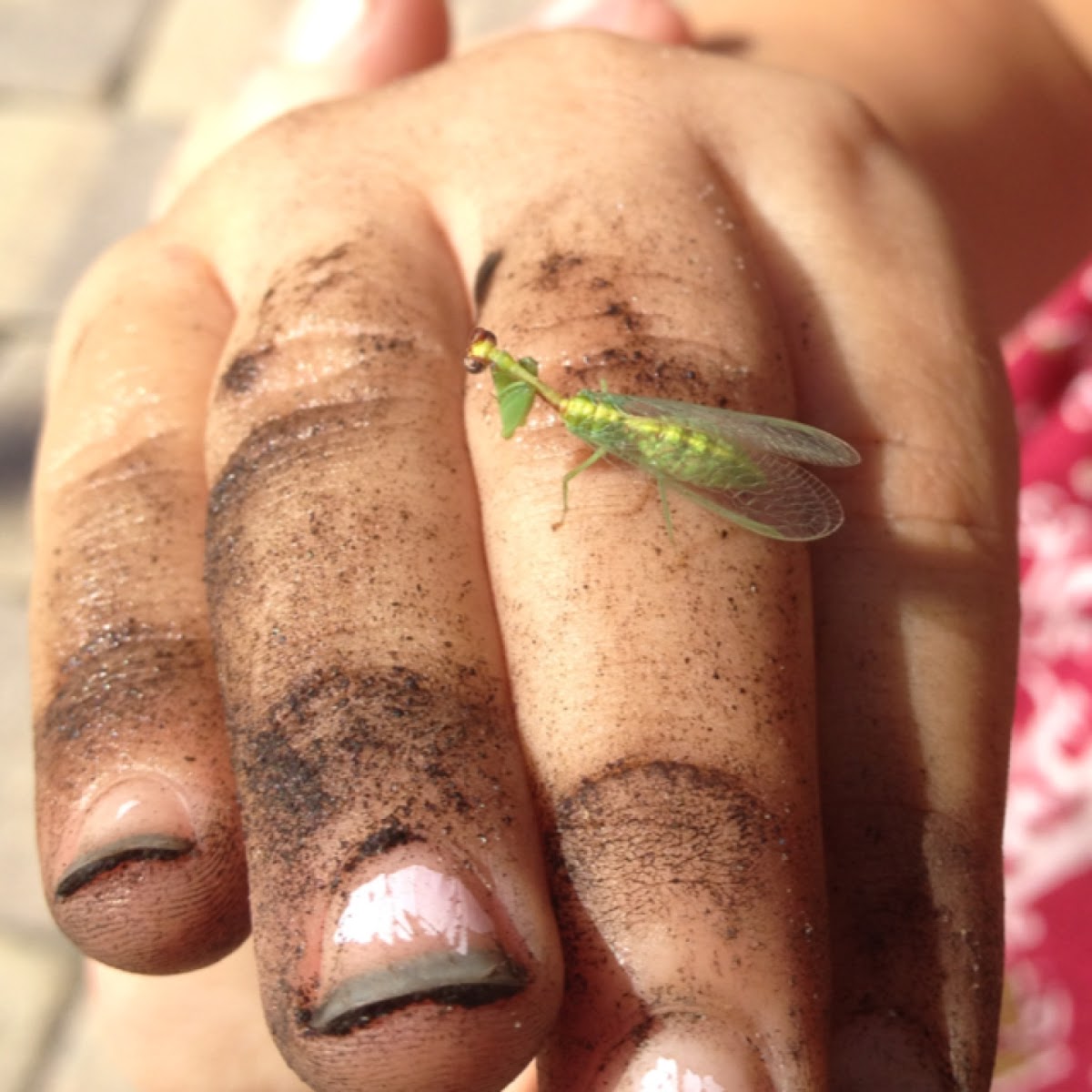 Green mantisfly