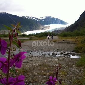 Purple  by Heather Parrish - Flowers Flowers in the Wild