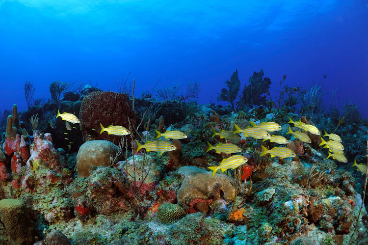Snorkel or scuba-dive to get a close-up view of tropical fish and coral in the warm waters of St. Eustatius. 