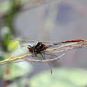 Two-striped Forceptail