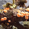 Cup Fungi