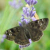 Horace's duskywing butterfly
