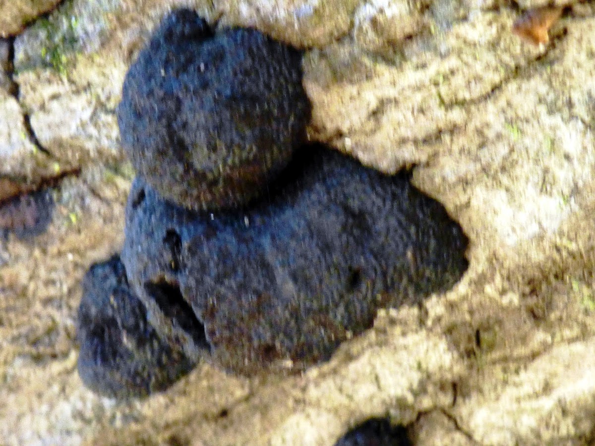 Black knot fungus