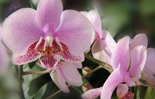 Orchids Wallpapers HD