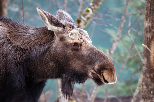 A moose in Glacier Bay National Park, Alaska.